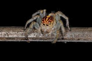 Adult Female Jumping Spider photo