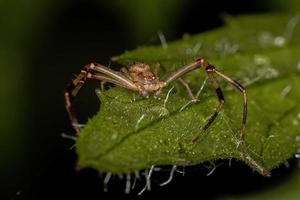 Adult Male Crab Spider photo