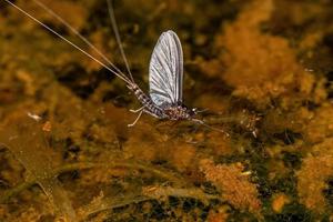 Small Adult Mayfly photo