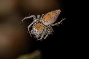 Female Adult Lynx Spider photo