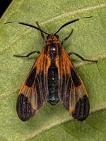 Adult Tiger Moth photo