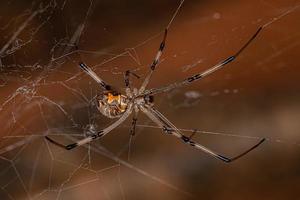 araña viuda marrón hembra adulta foto