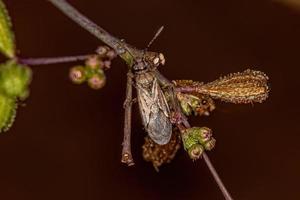 Adult Seed Bug photo