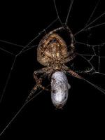 Female Adult Typical Orbweaver photo