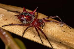 Adult Female Orbweaver photo