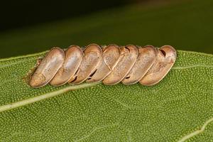 hoja saltamontes huevos eclosionados foto