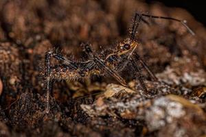 Assassin Bug Nymph photo