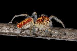 araña saltadora hembra adulta foto