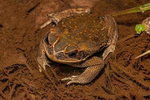 Adult Cururu Toad photo