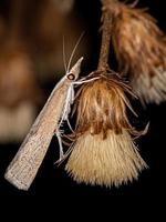 Adult Grass-veneer moth photo
