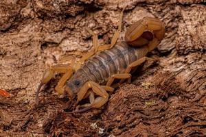 Adult Female Brazilian Yellow Scorpion photo