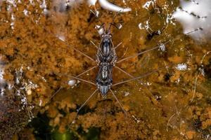 Typical Water Strider photo