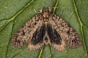 Adult Grass Tubeworm Moth photo