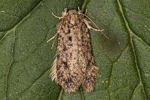 Adult Grass Tubeworm Moth photo