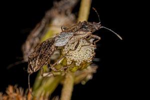 Adult Seed Bugs photo