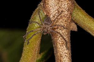 Huntsman Spider Juvenile photo