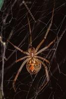 Female Adult Brown Widow Spider photo