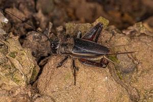 Adult Field Cricket photo