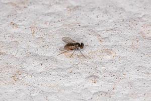 mosca de patas largas adulta foto