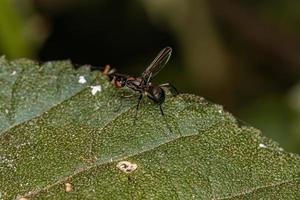 mosca carroñera negra adulta foto