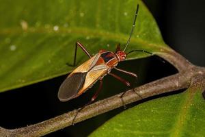 Adult Leaf-footed Bug photo