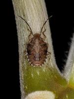 Stink bug Nymph photo