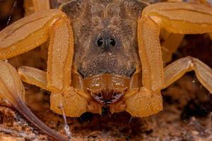 Adult Female Brazilian Yellow Scorpion photo