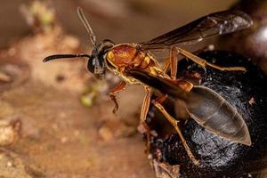 Adult Long-waisted Honey Wasp photo