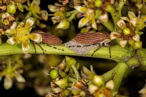 Adult Aetalionid Treehopper photo