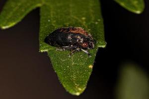 Adult Treehopper Insect photo