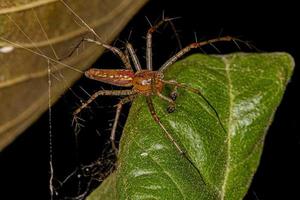 Adult Male Lynx Spider photo