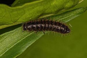 larva de escarabajo de articulaciones largas foto