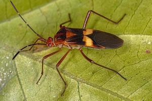 Adult Leaf-footed Bug photo