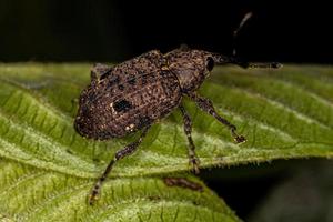 Adult True Weevil photo