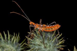 Assassin Bug Nymph photo