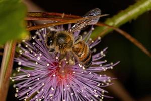 Adult Female Western Honey Bee photo