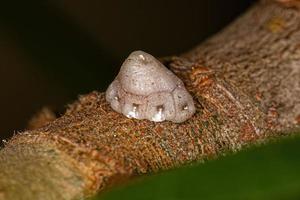 escala de tortuga blanca foto