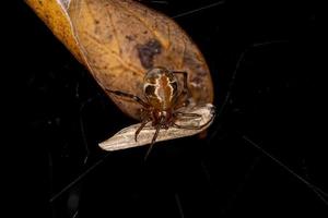 Adult Female Comb footed Platform Spider photo