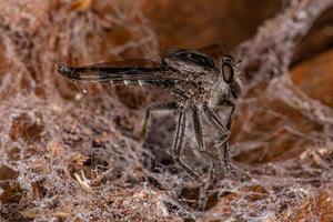 Adult Robber Fly photo