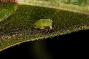 Adult Buffalo Treehopper photo