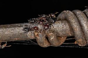 Adult Female Cocktail Ants photo