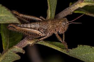 ninfa de saltamontes de cuernos cortos foto