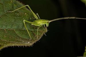 ninfa de saltamontes foto