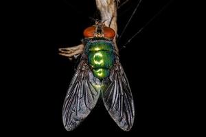 mosca verde adulto foto