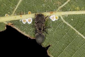 Adult Turtle Ant photo