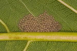 many small moth insect eggs photo
