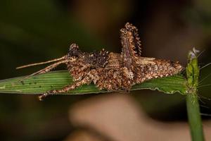 insecto saltamontes de cuernos cortos foto