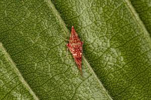 Small Typical Leafhopper Nymph photo