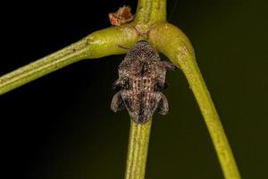 Adult True Weevil photo