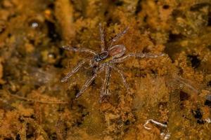 Aquatic Wolf Spider on water photo